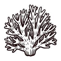 Detailed line art of branching coral on white background vector
