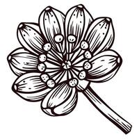 Detailed botanical sketch of an allium flower head with seed pods in monochrome line art vector