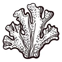 Detailed of marine seaweed with intricate patterns vector