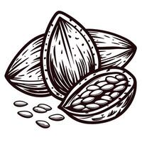 Detailed of almonds with outer shells and seeds in vintage vector