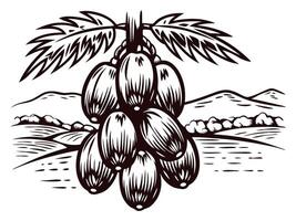 Cluster of coffee berries in a scenic landscape with mountains and trees vector
