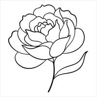 Beautiful peony flower illustrated using smooth continuous line art drawing style expressing elegance and simplicity perfect for nature and floral design projects vector
