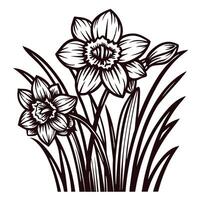 Elegant daffodil flowers in bloom with leaves in stylized black and white vector