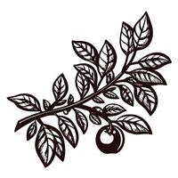 Detailed botanical of a fruit bearing tree branch with leaves and a single apple vector
