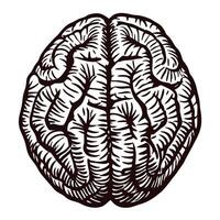 Detailed black and white of a human brain with intricate patterns vector