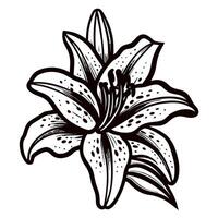 Detailed black and white lily drawing with bold lines and intricate patterns vector