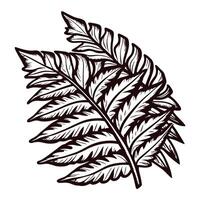 Intricate black and white fern leaf with detailed vein patterns and delicate edges vector