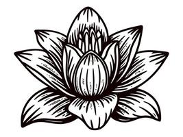 Detailed lotus flower with intricate linework displaying botanical elegance vector