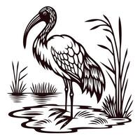 of an ibis standing by a pond with reeds and aquatic plants vector