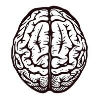 Intricate black and white of a human brain from a top view vector