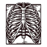 Detailed of human rib cage anatomy with emphasis on structural complexity vector