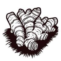 Black and white of fresh ginger root on a white background vector