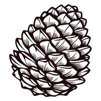 Detailed black and white pinecone with intricate patterns vector