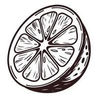Hand drawn lemon half showing detailed citrus segments in vintage vector
