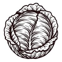Detailed black and white of a cabbage capturing natural texture and intricate line art vector
