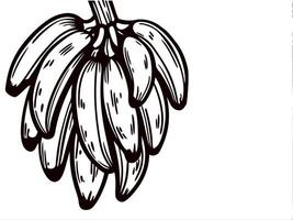 Hand drawn banana bunch on white background vector