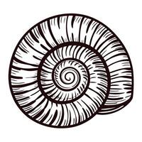 Intricate spiral shell line art with concentric patterns and textured details vector