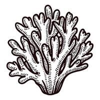 Detailed of coral reef structure with intricate patterns vector