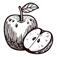 Detailed black and white of a whole apple and sliced half with leaf vector