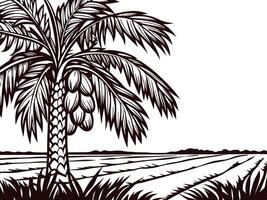 Detailed palm tree and coconut fruit in tropical landscape with vast open fields vector