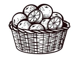 Basket of freshly sliced and whole oranges in detailed black and white drawing vector