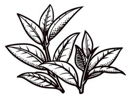 Detailed black and white of tea leaves with intricate patterns vector