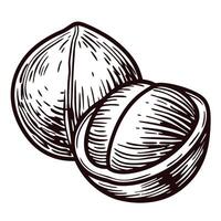 Hand drawn of two whole nuts with detailed lines and shading vector