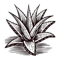 Detailed black and white drawing of an aloe vera plant with striking leaf texture vector