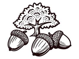 of oak tree with acorns in black and white vector
