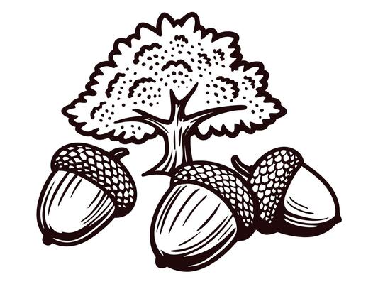 of oak tree with acorns in black and white
