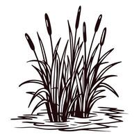 of cattail reeds growing in pond water on white background vector