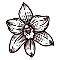 Detailed of a vanilla orchid with intricate linework vector