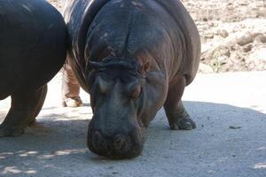 Hippos grazing peacefully in a sunlit enclosure at the zoo during midday photo
