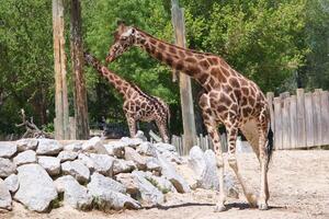 Giraffes walking near rocky terrain in a sunny animal sanctuary during midday hours surrounded by trees photo
