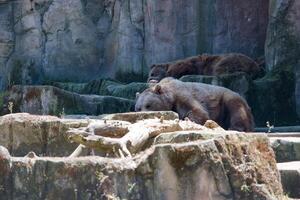 Bears resting on rocky terrain in a natural habitat at a wildlife sanctuary during a sunny afternoon photo