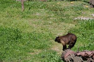 Monkey exploring a green habitat with fallen fruits in a sunny outdoor environment during midday photo