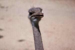 Ostrich with unique features in natural habitat during daytime photo
