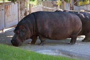 Hippo grazing in a spacious enclosure during a sunny afternoon at a wildlife reserve photo
