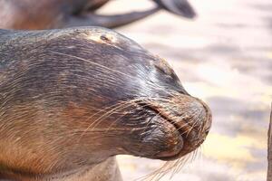 Sea lion basking in the sun with a peaceful expression on a warm day at the beach photo
