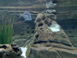 Underwater view of tropical fish swimming near rocky formations in an aquarium during daytime photo