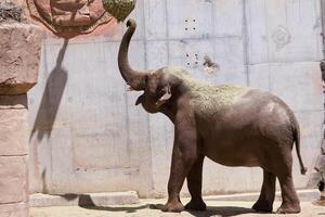 Elephant in a zoo habitat interacting with a wall during afternoon sunlight in a landscaped enclosure photo