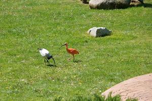Two different birds foraging on a sunny day in a green park environment with rocks and yellow flowers present photo
