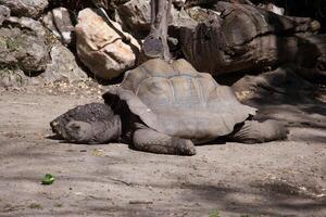 Giant tortoise resting in a natural habitat with rocks and vegetation surrounding photo