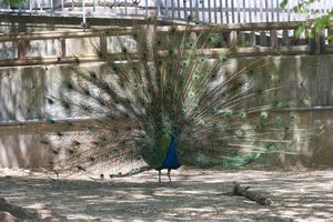 Vibrant peacock displaying its magnificent feathered tail in a natural setting near a wooden fence during daylight photo