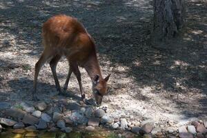 Deer grazing by a serene stream in a sunlit forest during a warm summer day photo