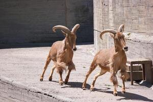 Two goats running along a concrete path in a sunny animal enclosure during the afternoon photo