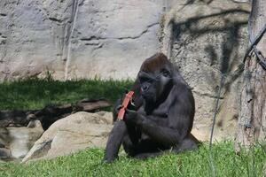 Gorilla engaged with an object in a natural habitat setting during daylight hours photo