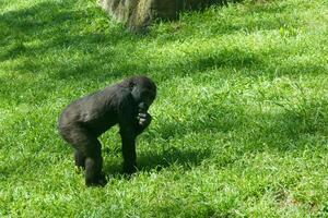 Young gorilla explores grassy area while curiously observing surroundings and enjoying snack during daytime in a natural habitat photo