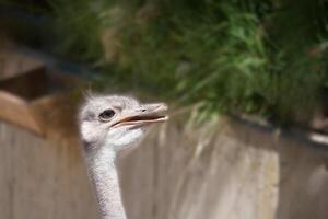 Young ostrich peeking during daytime in a natural habitat with greenery in the background photo