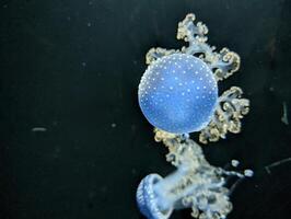 Colorful jellyfish gliding through ocean water in an aquarium exhibit during the evening photo